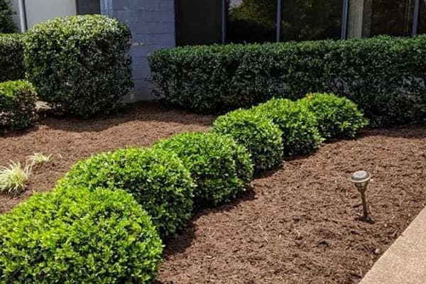 Seasonal landscaping maintenance Clinton Township MI
